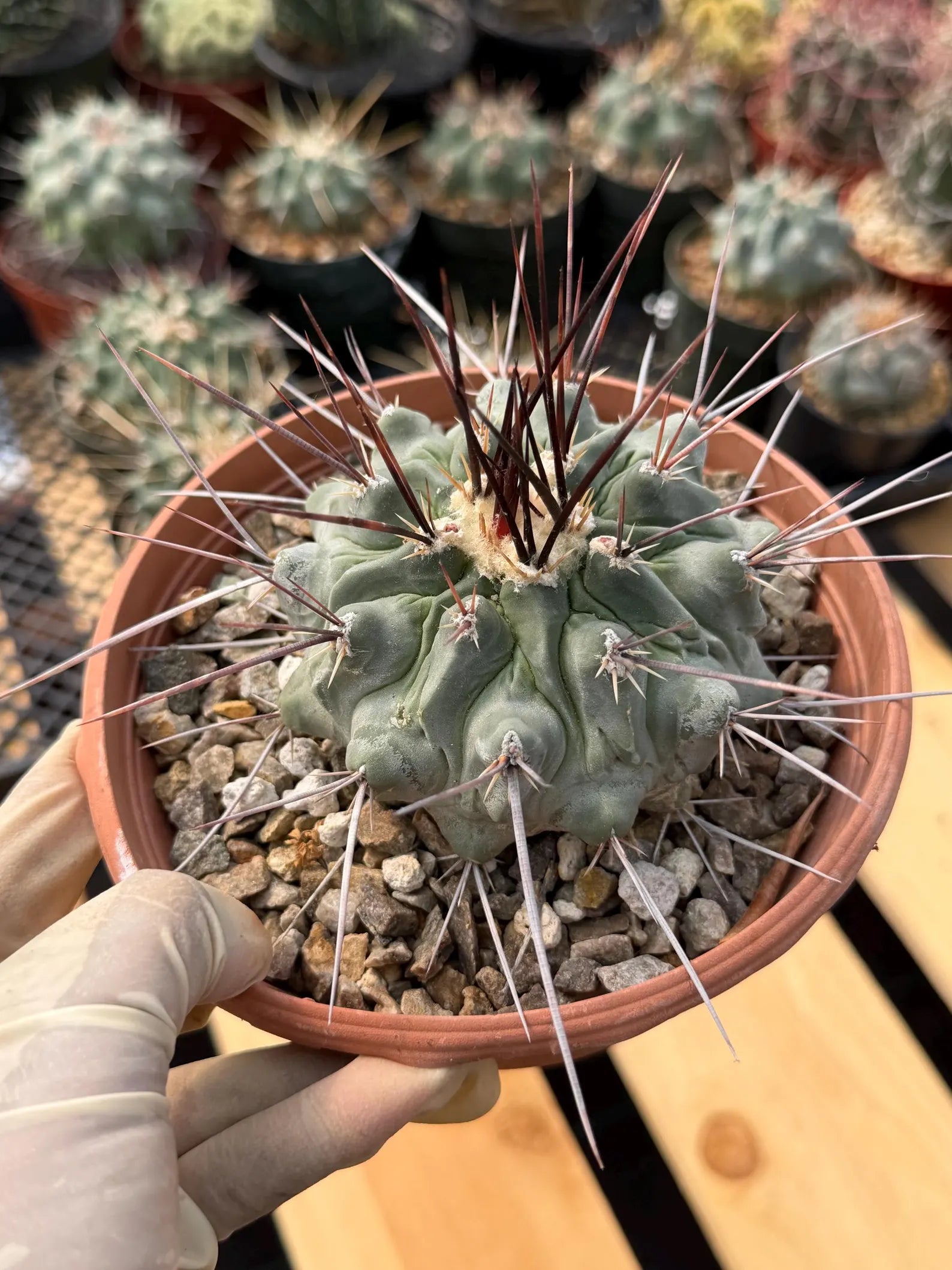 Thelocactus Rinconensis | Rare Seed‑Grown Cactus | Live Plant