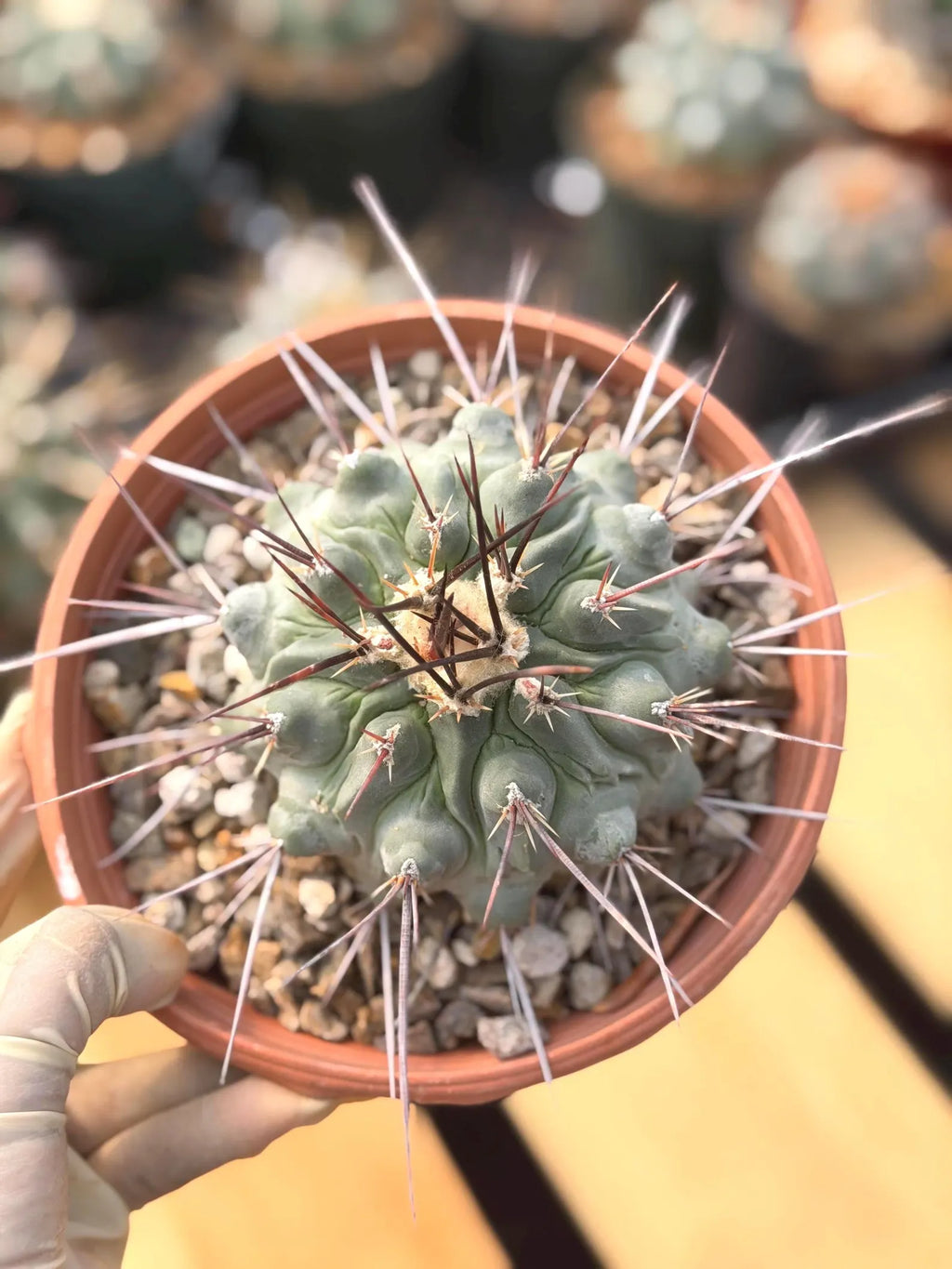 Thelocactus Rinconensis | Rare Seed‑Grown Cactus | Live Plant