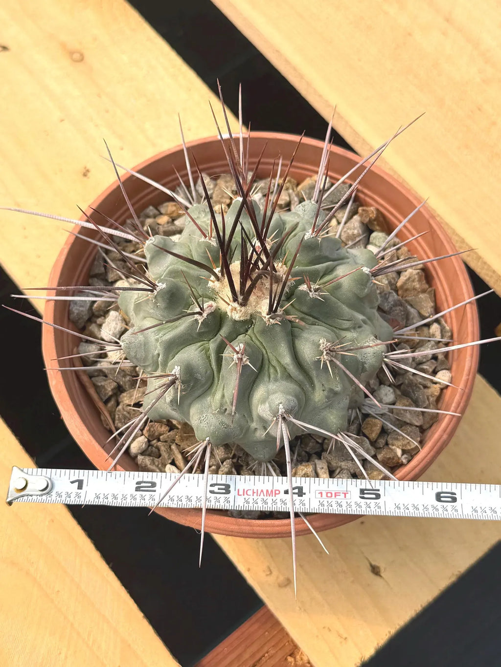 Thelocactus Rinconensis | Rare Seed‑Grown Cactus | Live Plant