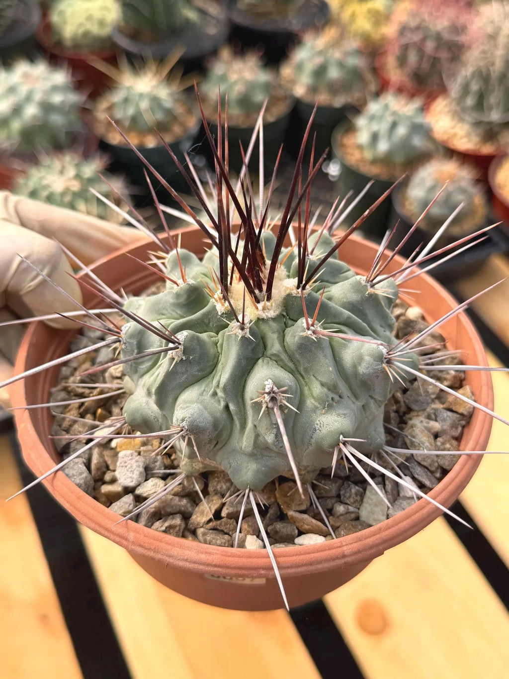Thelocactus Rinconensis | Rare Seed‑Grown Cactus | Live Plant