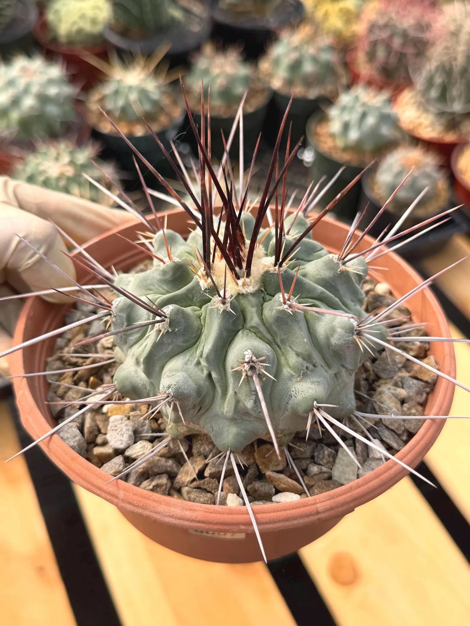 Thelocactus Rinconensis | Rare Seed‑Grown Cactus | Live Plant