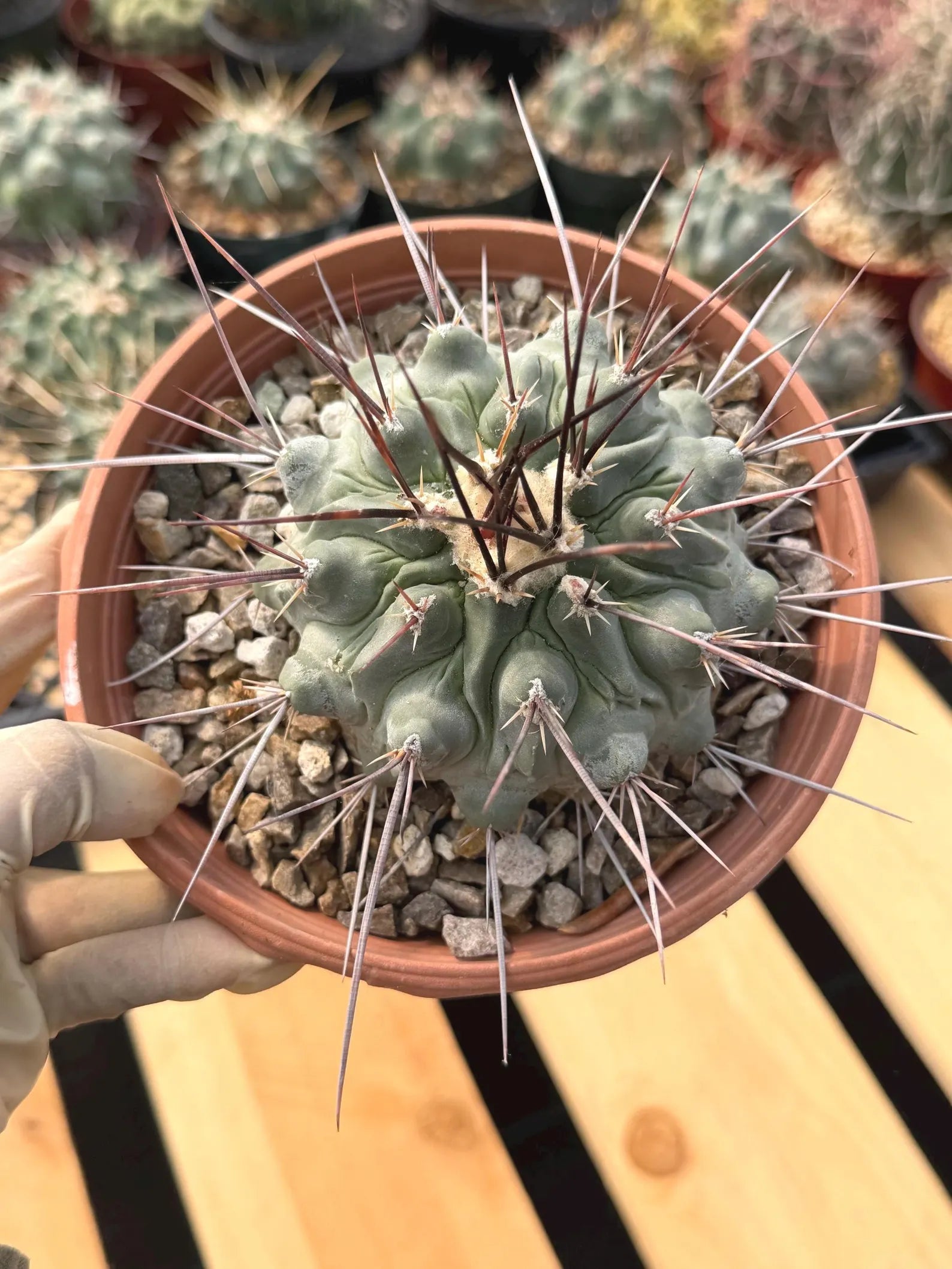 Thelocactus Rinconensis | Rare Seed‑Grown Cactus | Live Plant