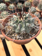 Thelocactus Rinconensis | Rare Seed‑Grown Cactus | Live Plant