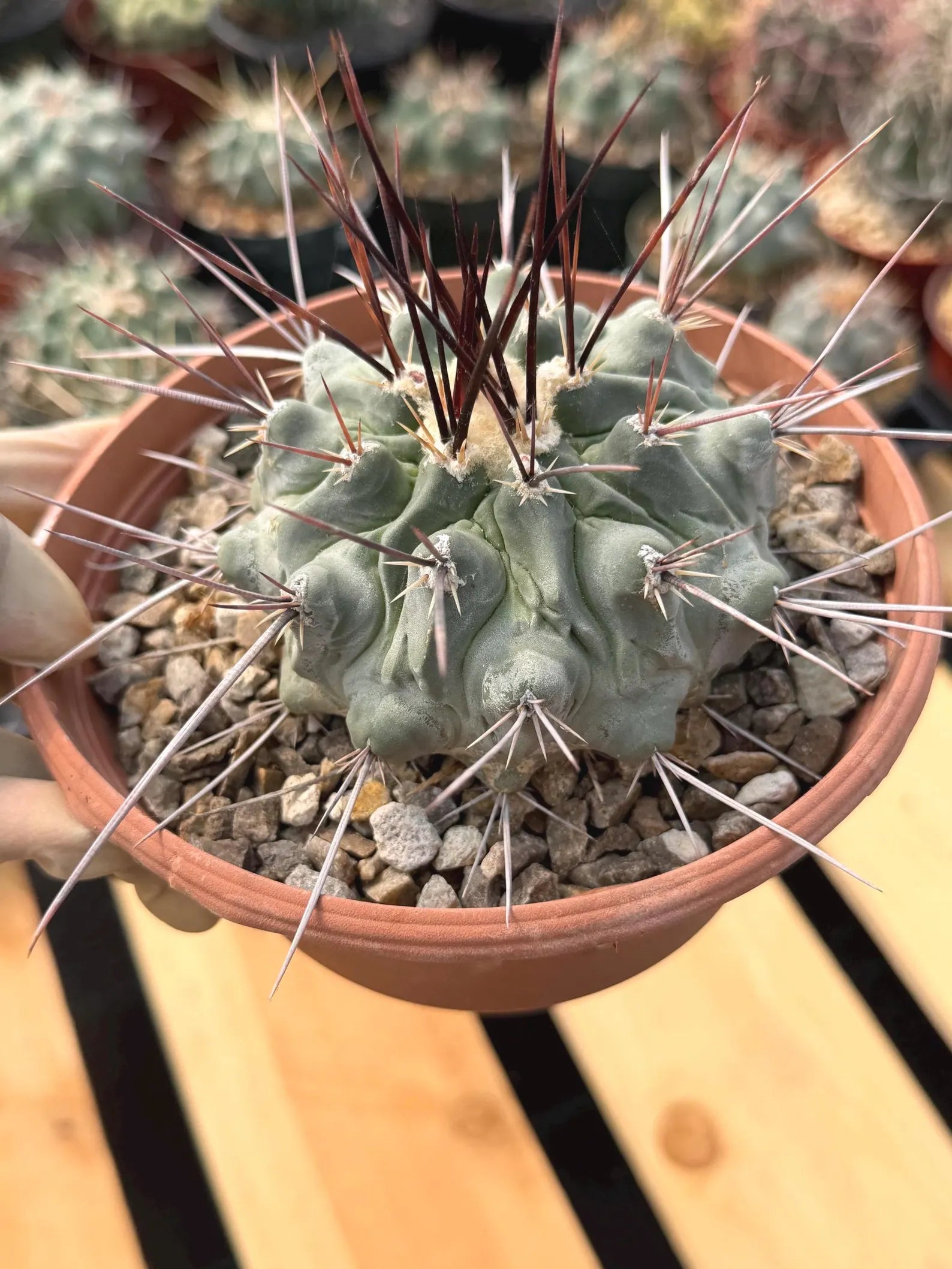 Thelocactus Rinconensis | Rare Seed‑Grown Cactus | Live Plant