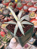 Variegated Sansevieria Blue Clone #109 | Rare White Variegation | Easy Care Snake Plant