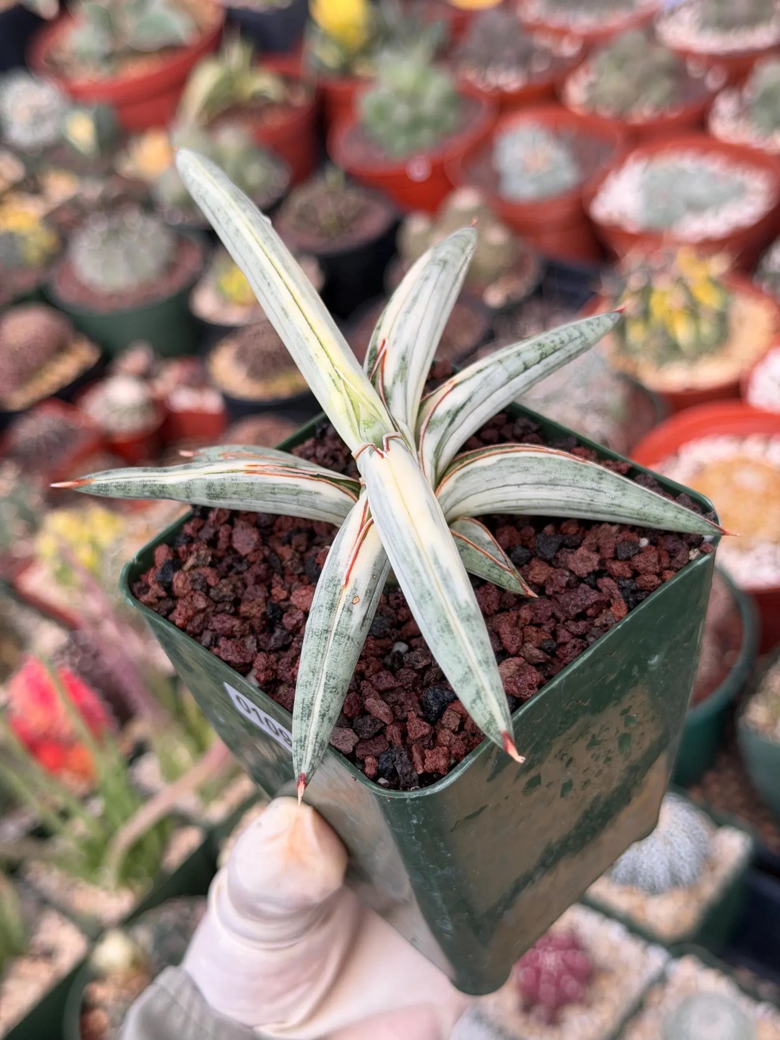 Variegated Sansevieria Blue Clone #109 | Rare White Variegation | Easy Care Snake Plant