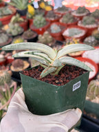 Variegated Sansevieria Blue Clone #109 | Rare White Variegation | Easy Care Snake Plant