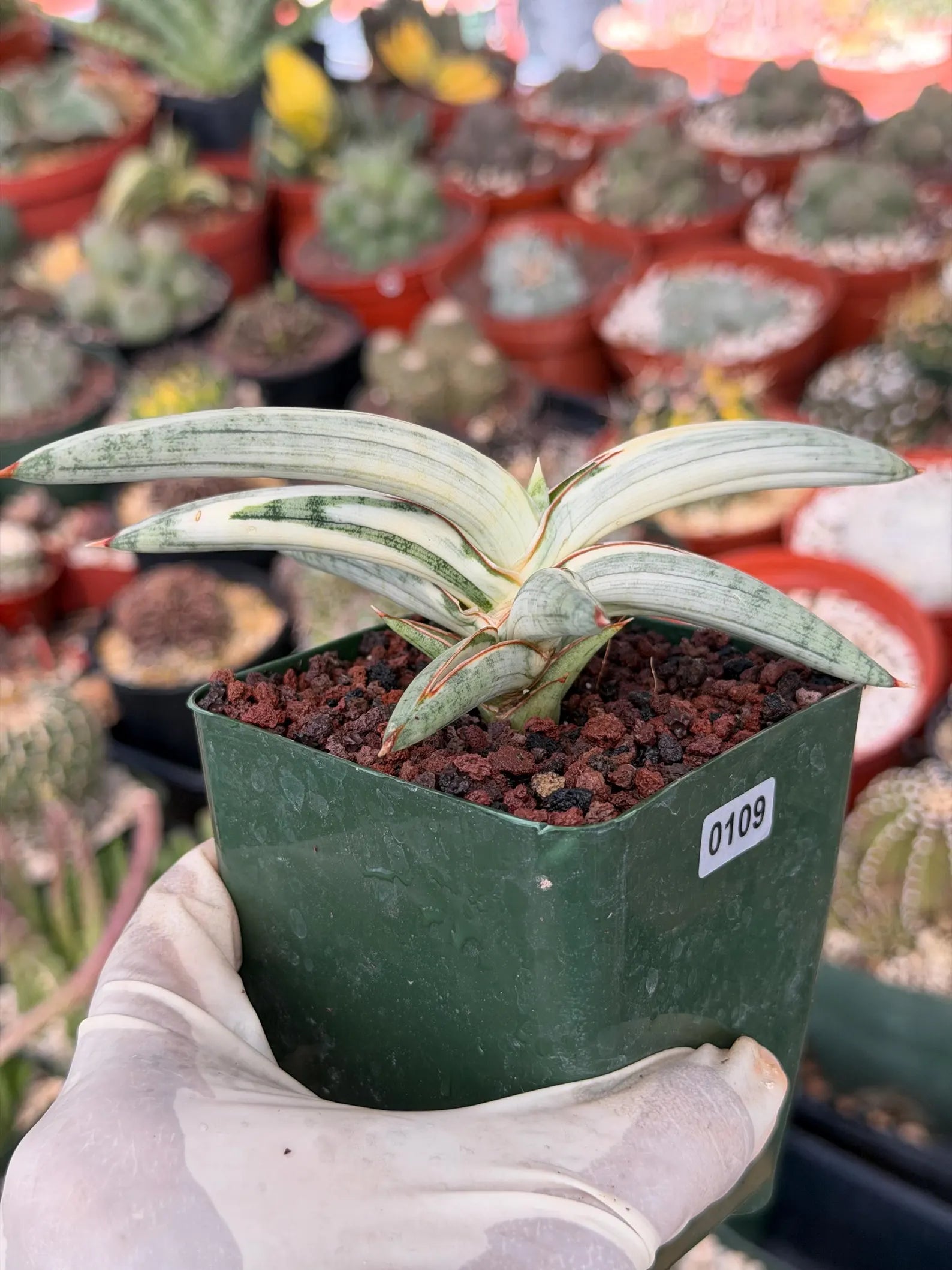 Variegated Sansevieria Blue Clone #109 | Rare White Variegation | Easy Care Snake Plant