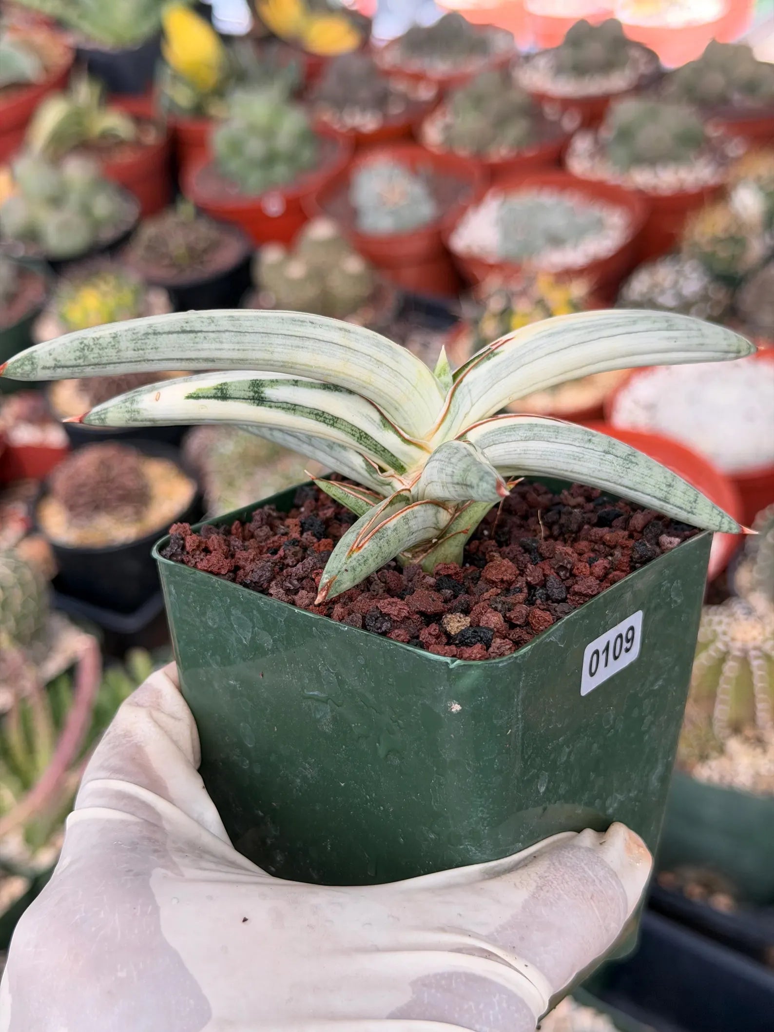 Variegated Sansevieria Blue Clone #109 | Rare White Variegation | Easy Care Snake Plant