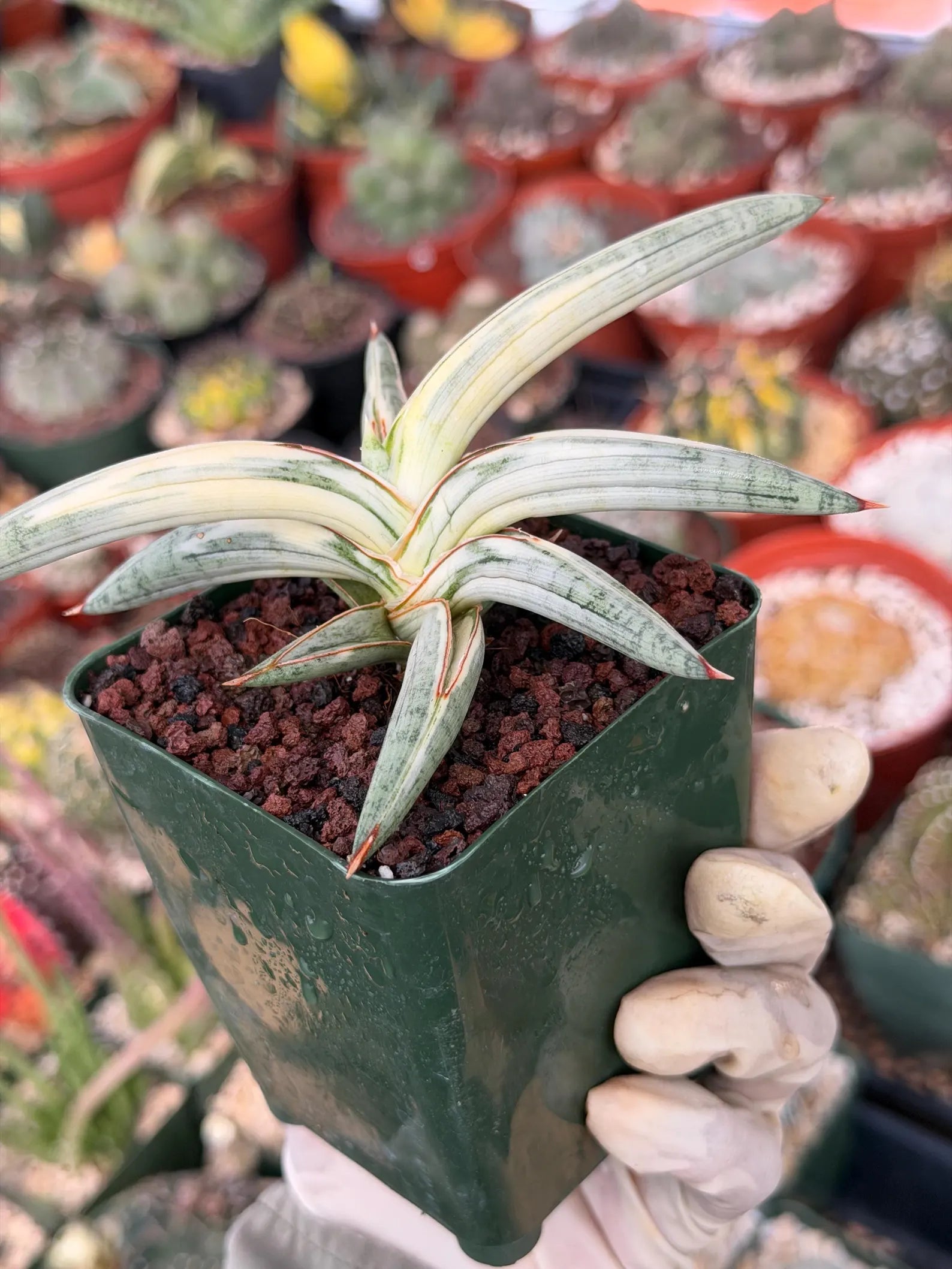 Variegated Sansevieria Blue Clone #109 | Rare White Variegation | Easy Care Snake Plant