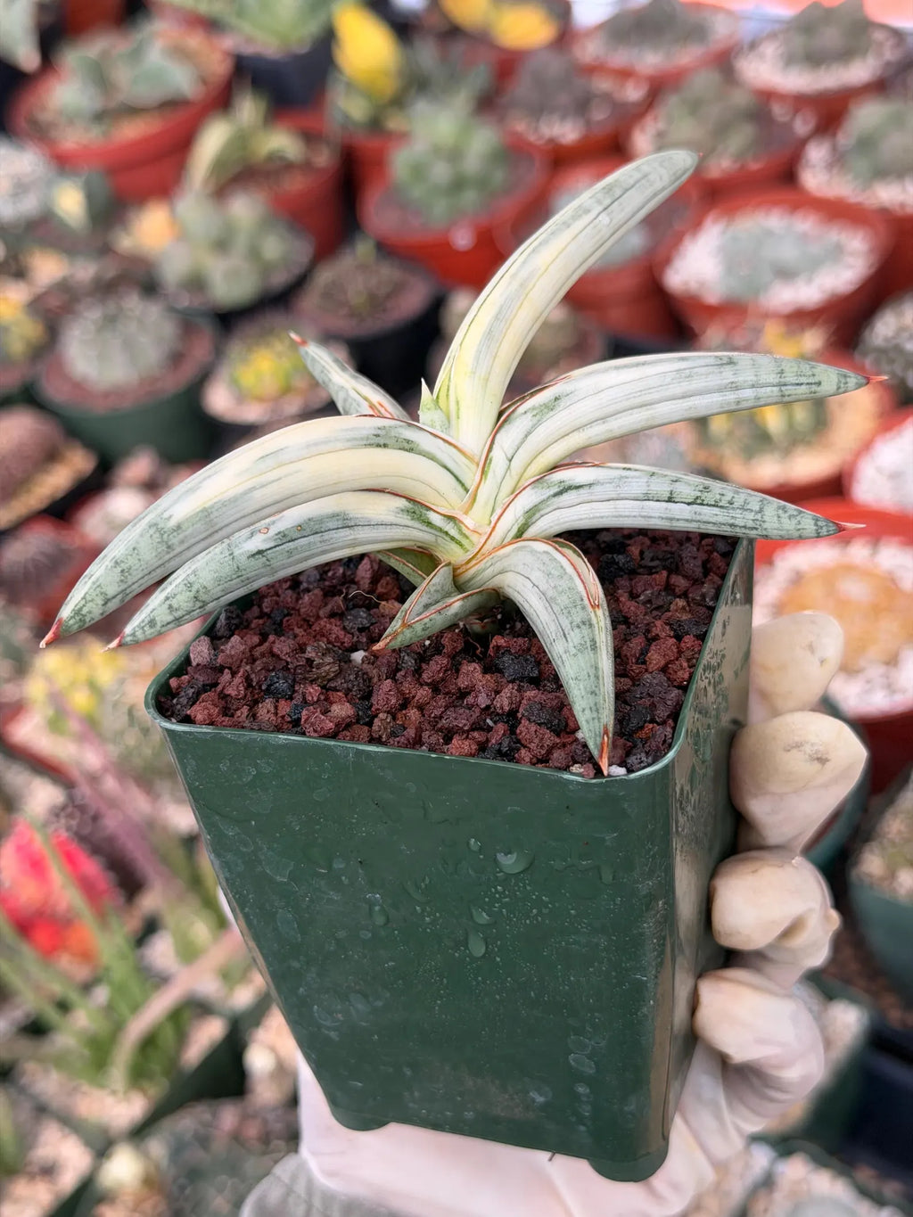 Variegated Sansevieria Blue Clone #109 | Rare White Variegation | Easy Care Snake Plant