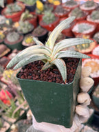 Variegated Sansevieria Blue Clone #109 | Rare White Variegation | Easy Care Snake Plant