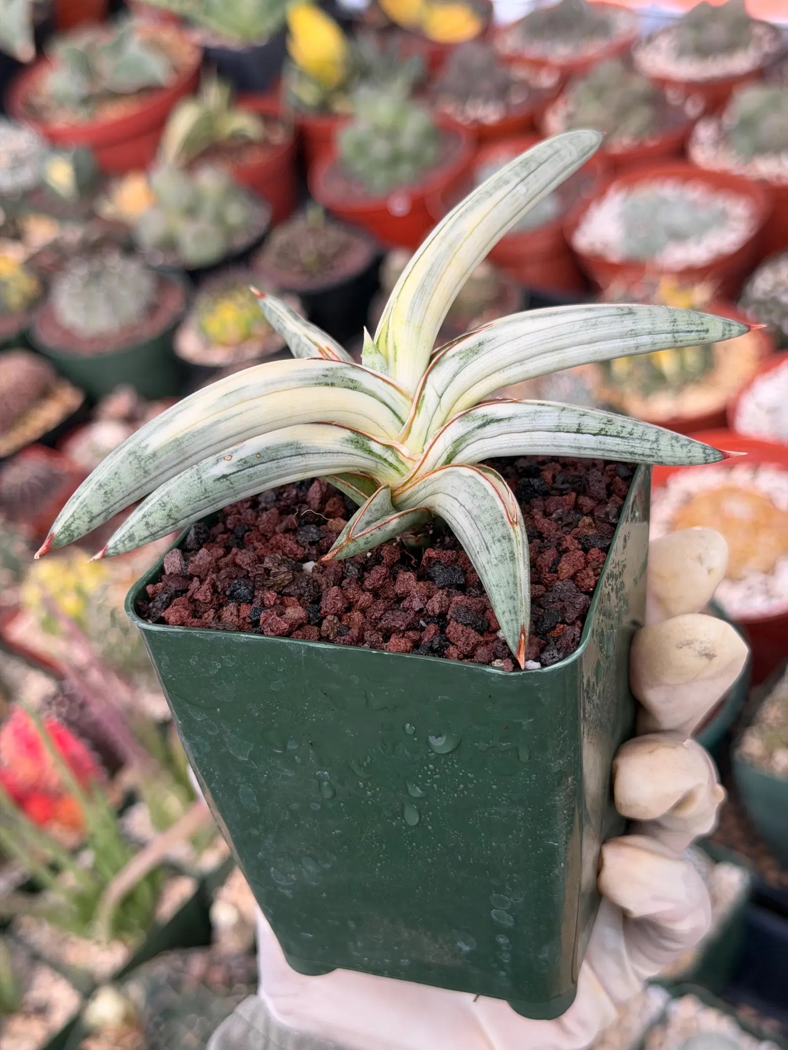 Variegated Sansevieria Blue Clone #109 | Rare White Variegation | Easy Care Snake Plant