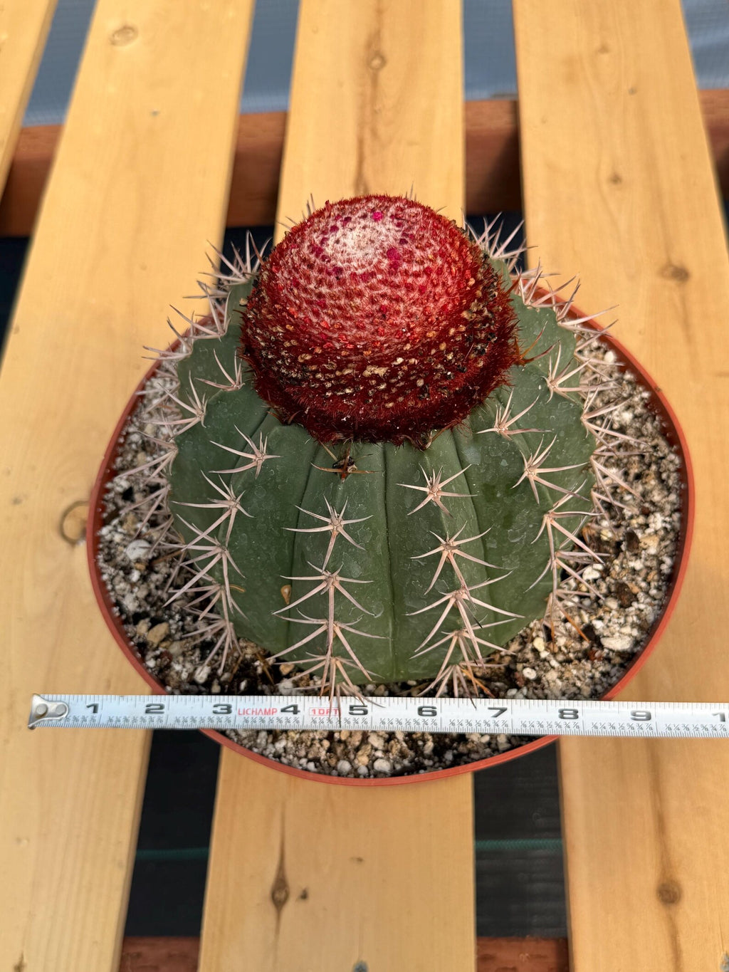 Melocactus Matanzanus – Large Rare Specimen with Cephalium | Collector's Cactus