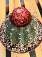 Melocactus Matanzanus – Large Rare Specimen with Cephalium | Collector's Cactus