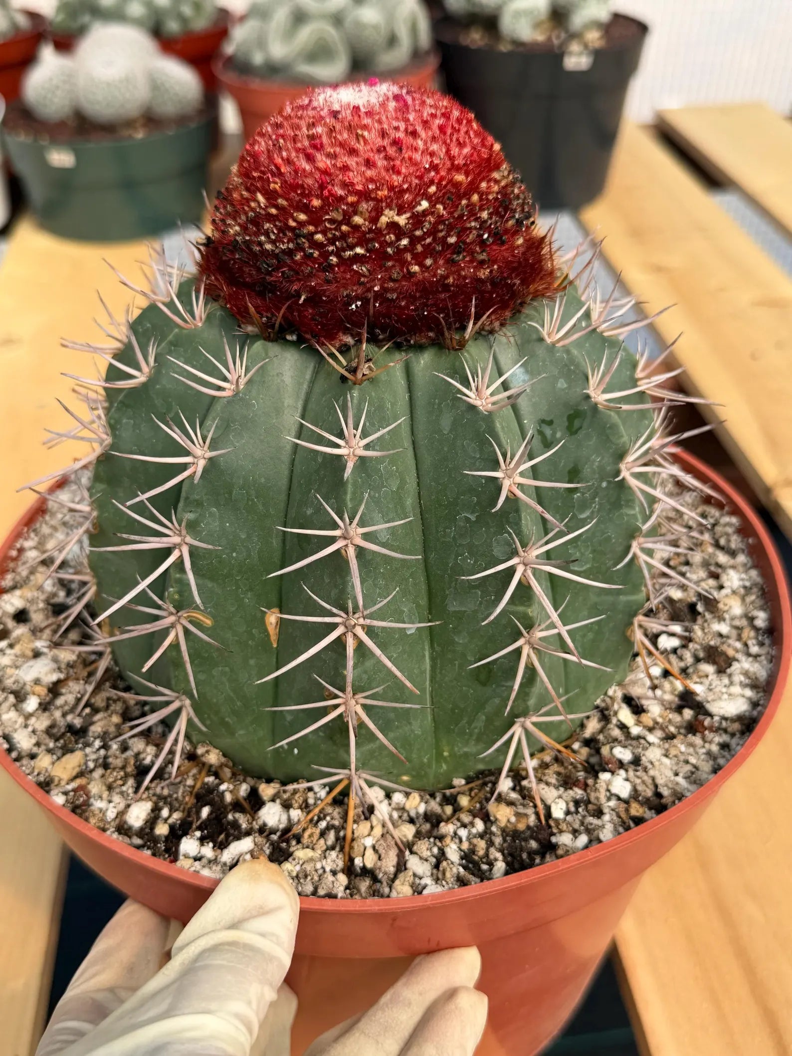 Melocactus Matanzanus – Large Rare Specimen with Cephalium | Collector's Cactus