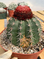 Melocactus Matanzanus – Large Rare Specimen with Cephalium | Collector's Cactus
