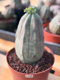 Large Euphorbia Obesa | Rare Succulent | Seed‑Grown Live Cactus Plant