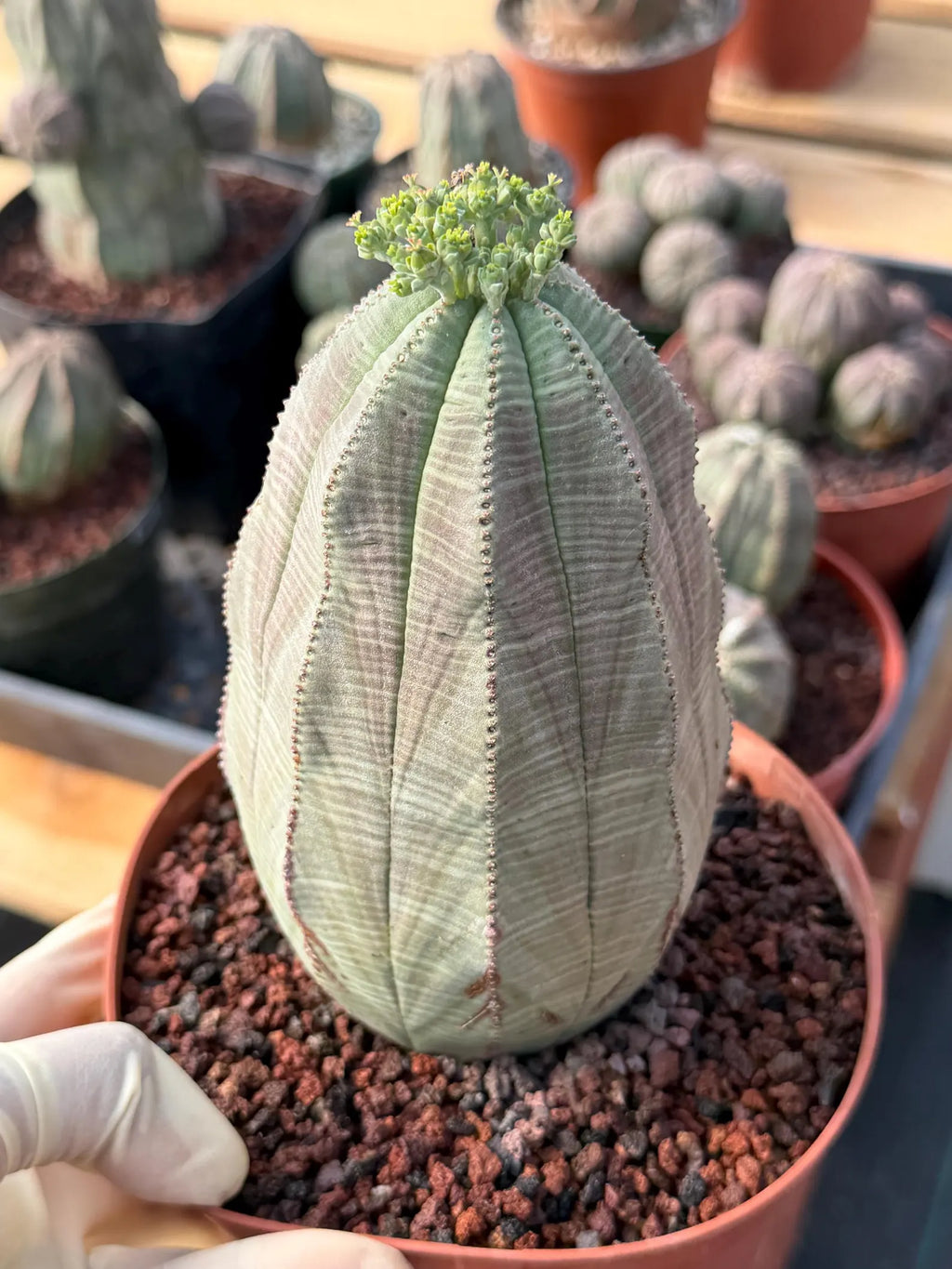 Large Euphorbia Obesa | Rare Succulent | Seed‑Grown Live Cactus Plant