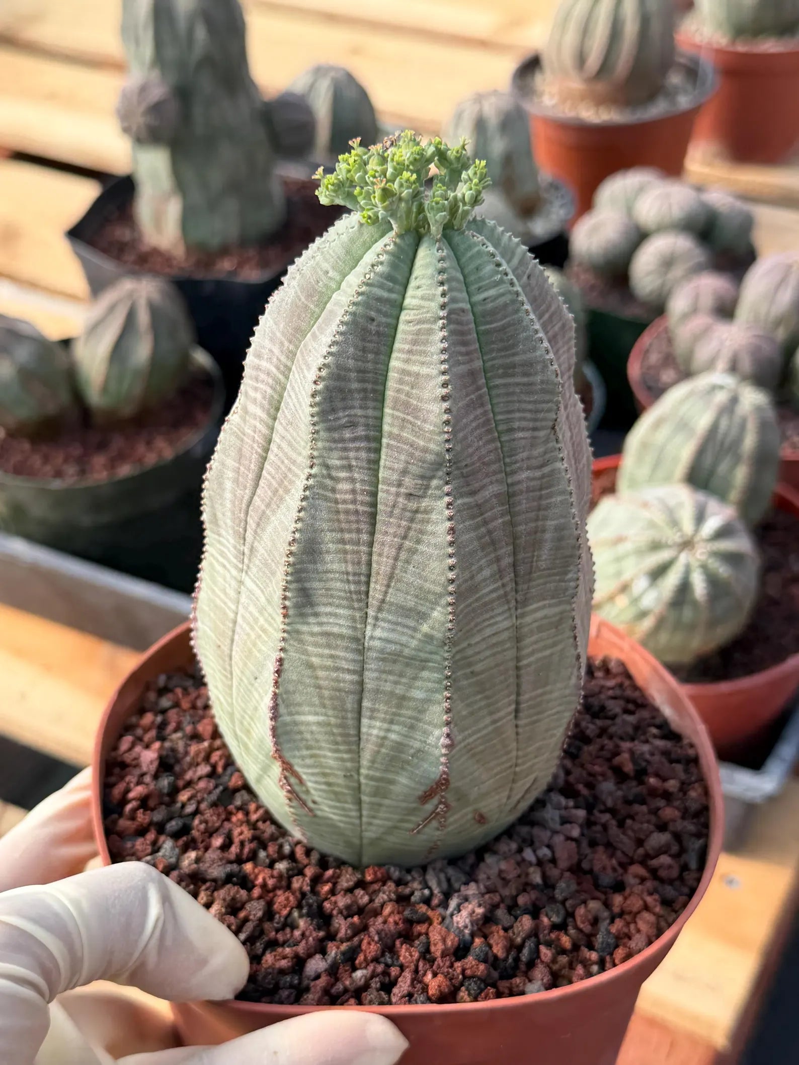 Large Euphorbia Obesa | Rare Succulent | Seed‑Grown Live Cactus Plant