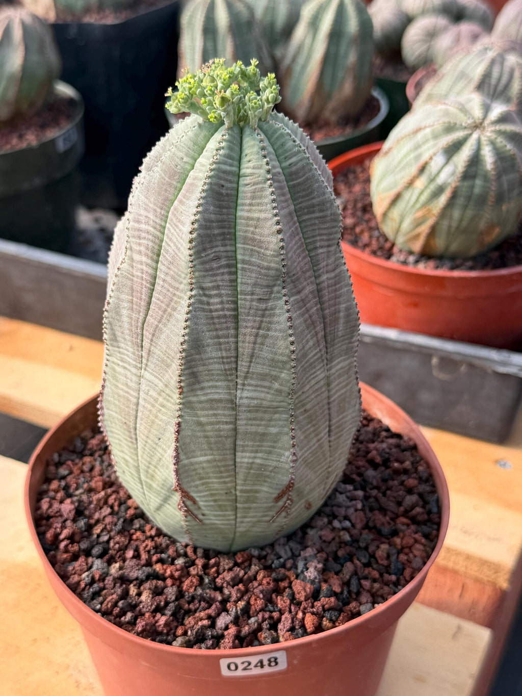 Large Euphorbia Obesa | Rare Succulent | Seed‑Grown Live Cactus Plant
