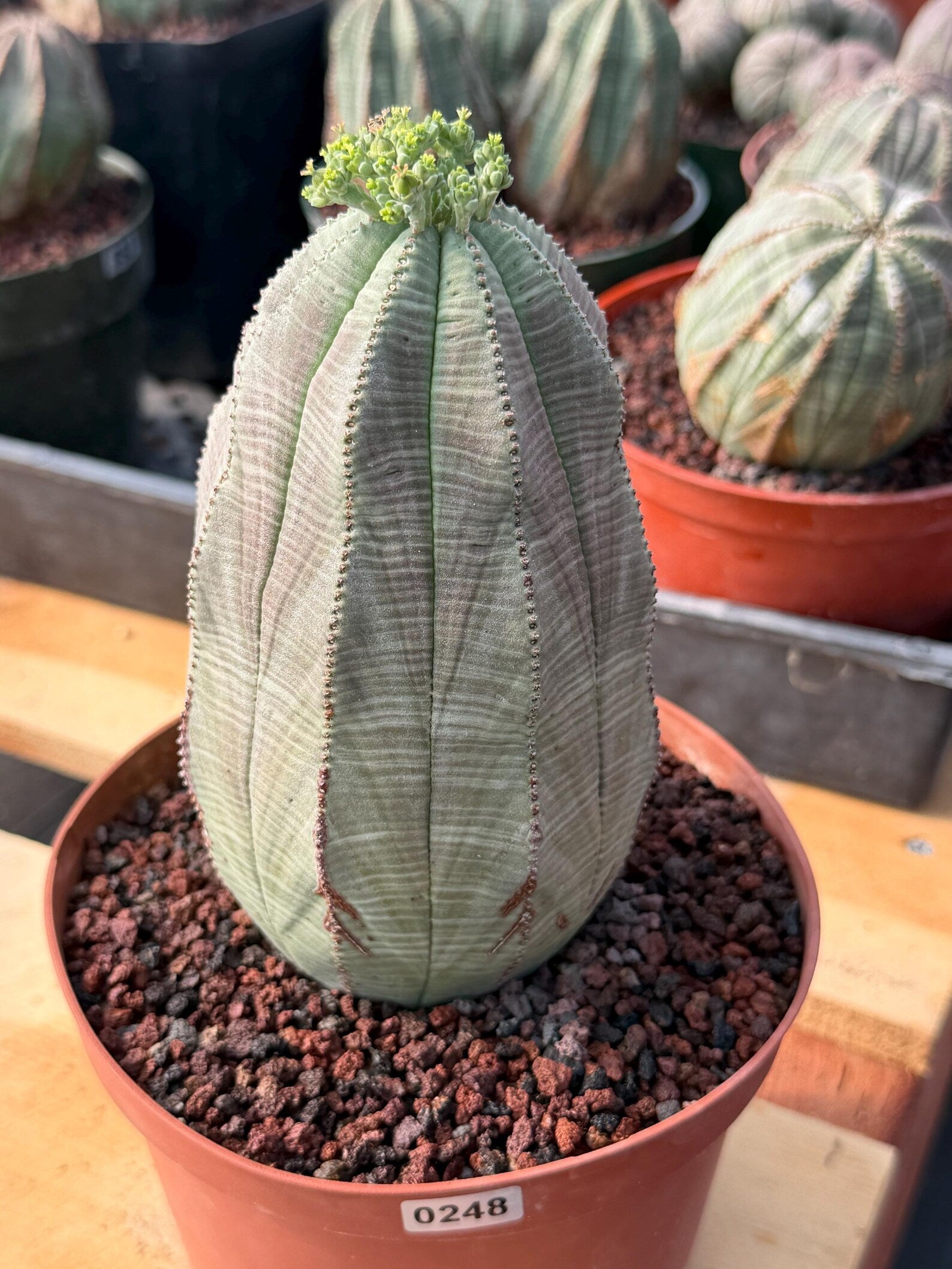 Large Euphorbia Obesa | Rare Succulent | Seed‑Grown Live Cactus Plant