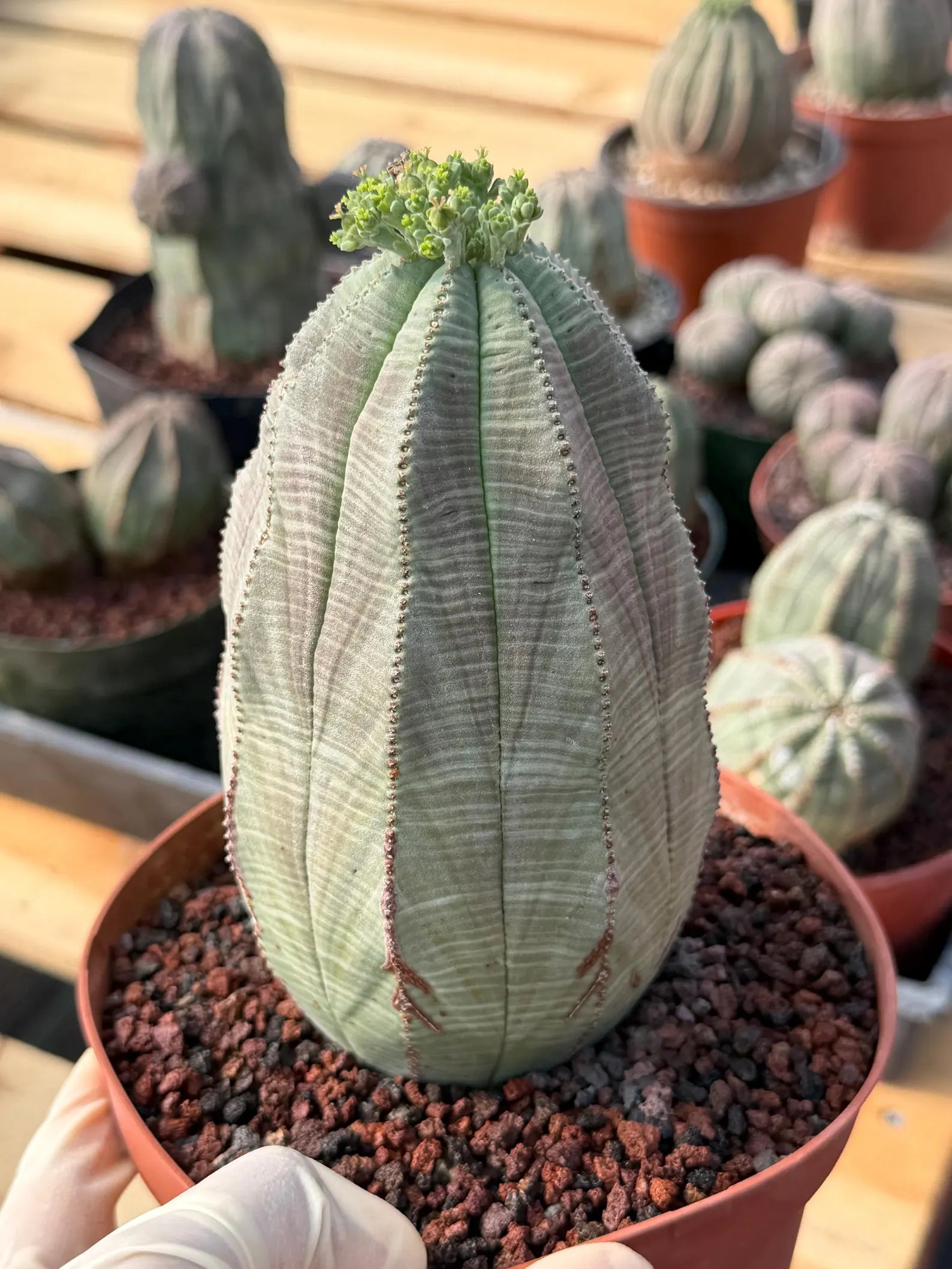 Large Euphorbia Obesa | Rare Succulent | Seed‑Grown Live Cactus Plant