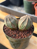 Large Euphorbia Obesa Double Heads | Rare Succulent | Seed‑Grown Live Cactus Plant #217