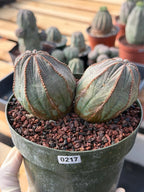 Large Euphorbia Obesa Double Heads | Rare Succulent | Seed‑Grown Live Cactus Plant #217