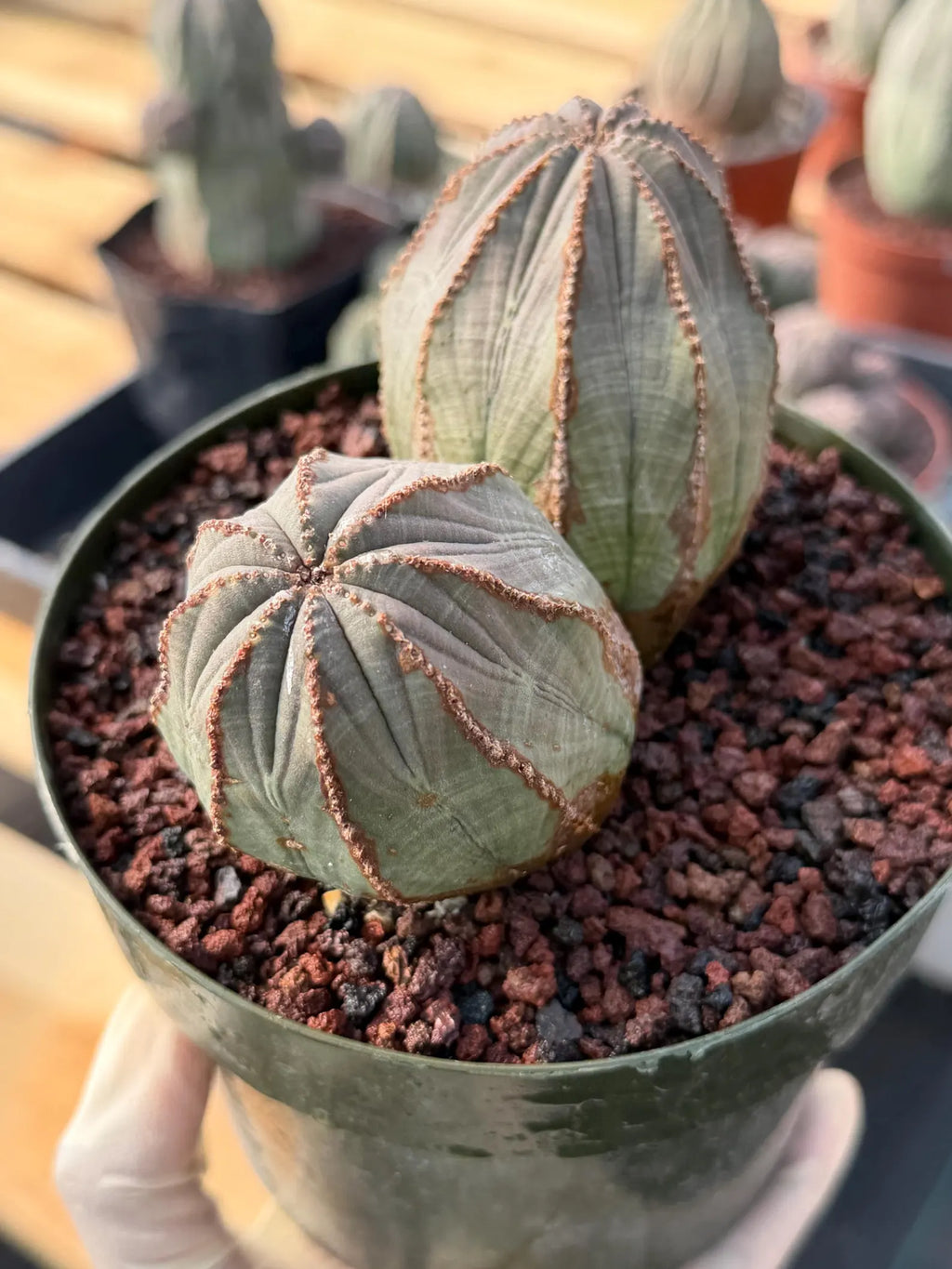 Large Euphorbia Obesa Double Heads | Rare Succulent | Seed‑Grown Live Cactus Plant #217