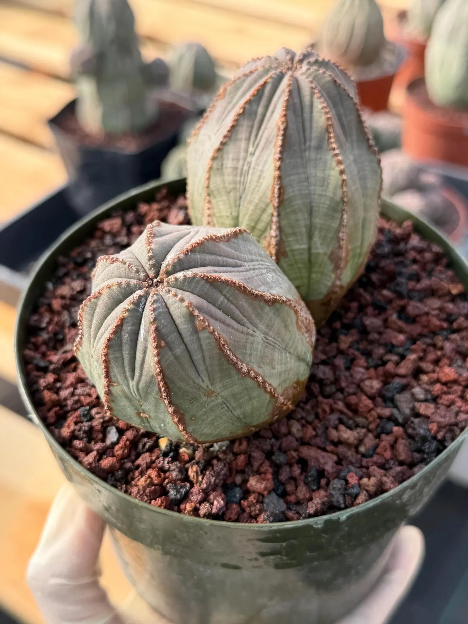 Large Euphorbia Obesa Double Heads | Rare Succulent | Seed‑Grown Live Cactus Plant #217
