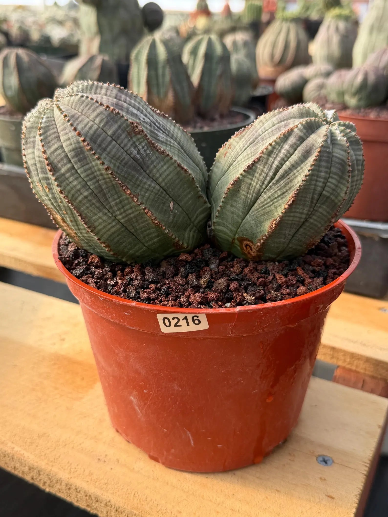 Euphorbia Obesa Double Head #216 | Large Rare Collector Succulent