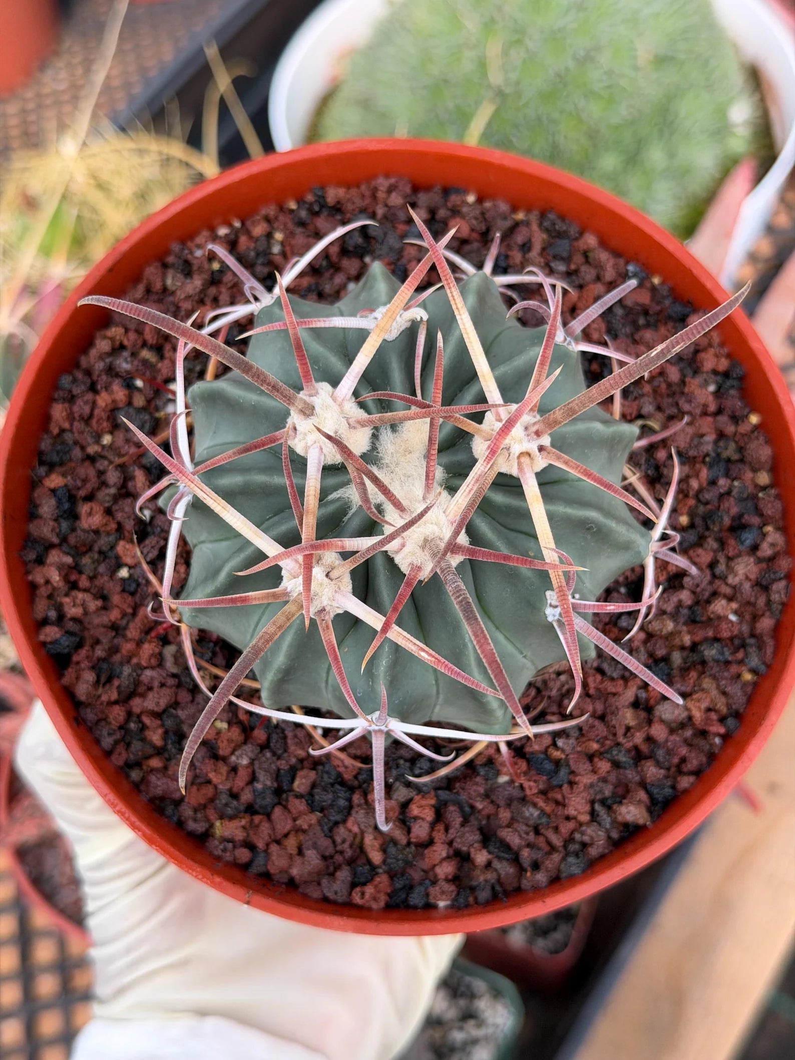 Horse Crippler Cactus | Seed Grown Echinocactus texensis | Rare Live Barrel Cactus #64