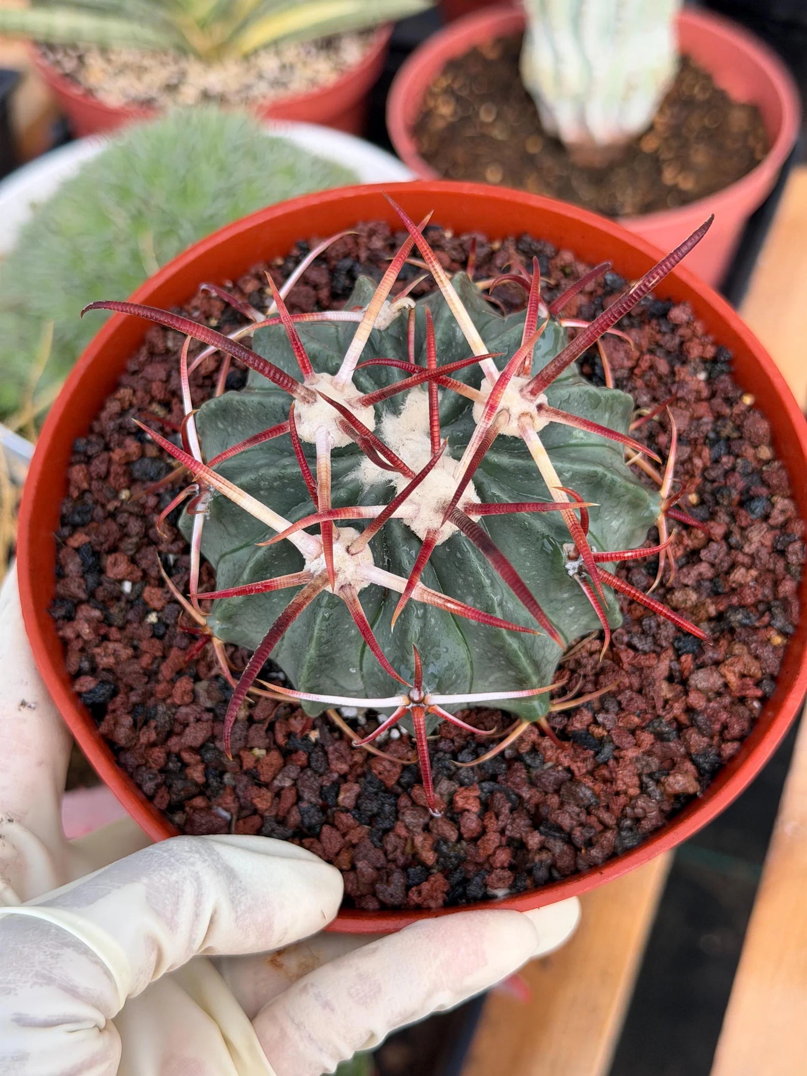 Horse Crippler Cactus | Seed Grown Echinocactus texensis | Rare Live Barrel Cactus #64
