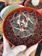 Horse Crippler Cactus | Seed Grown Echinocactus texensis | Rare Live Barrel Cactus #64