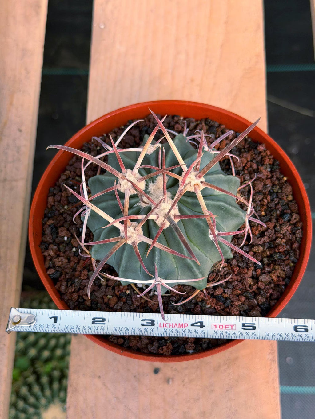 Horse Crippler Cactus | Seed Grown Echinocactus texensis | Rare Live Barrel Cactus #64