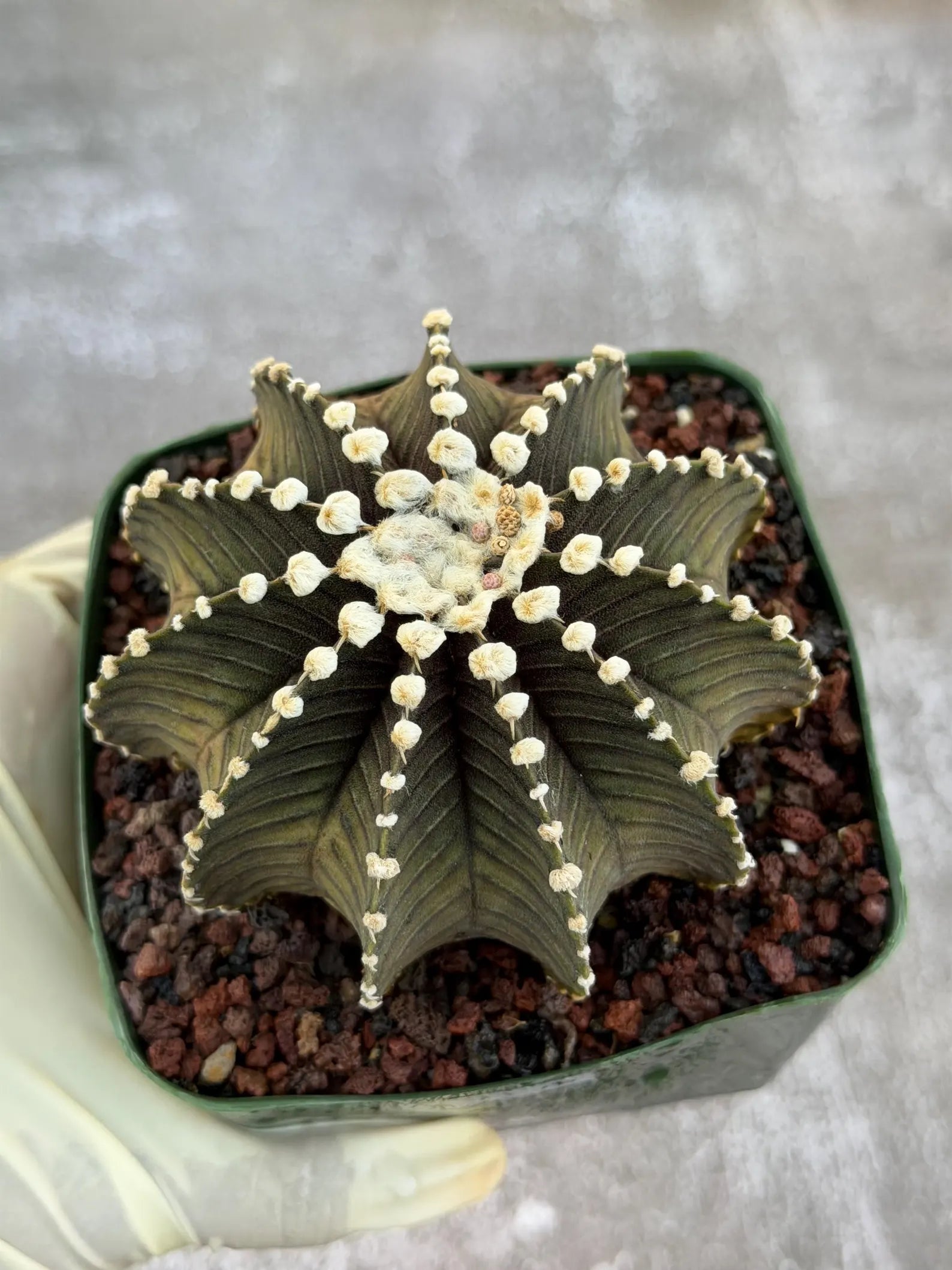 Gymnocalycium VOS1241 Rare Live Cactus #139