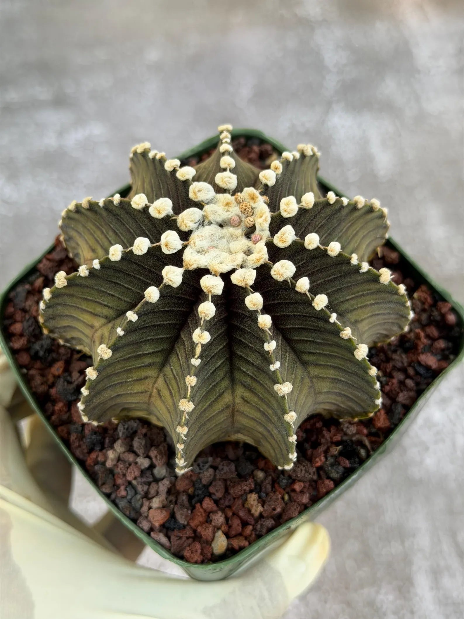 Gymnocalycium VOS1241 Rare Live Cactus #139