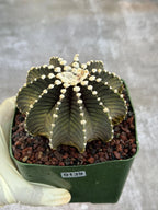 Gymnocalycium VOS1241 Rare Live Cactus #139