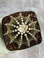 Gymnocalycium VOS1241 Rare Live Cactus #139