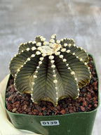 Gymnocalycium VOS1241 Rare Live Cactus #139