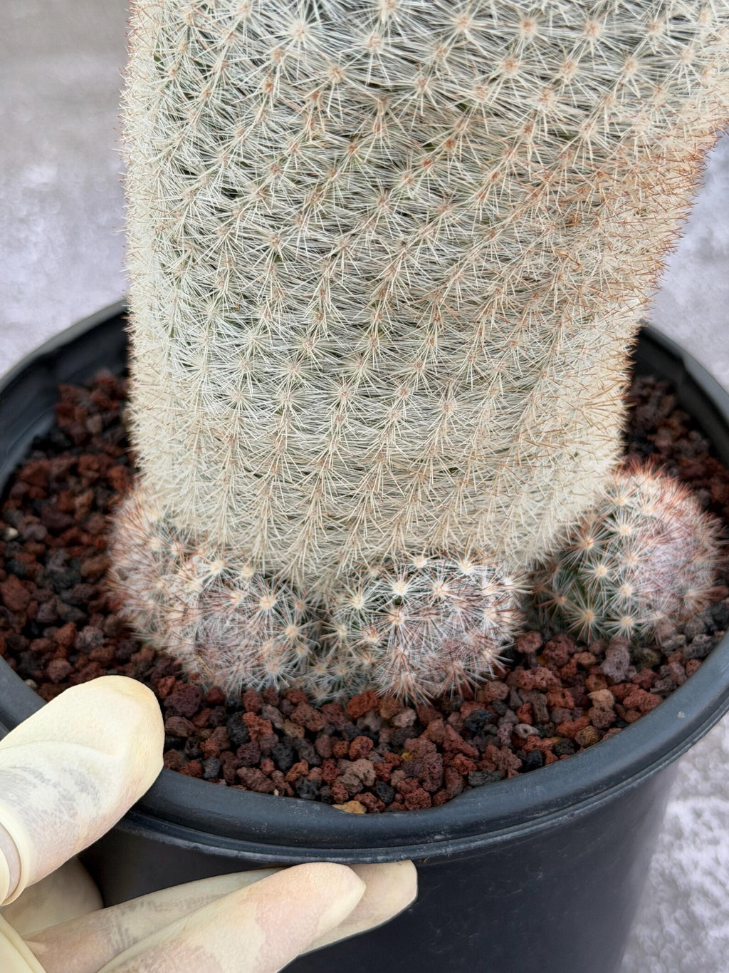 Mammillaria Candida Live Cactus – Rare Seed Grown 7" Collector Cactus Plant