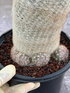 Mammillaria Candida Live Cactus – Rare Seed Grown 7" Collector Cactus Plant