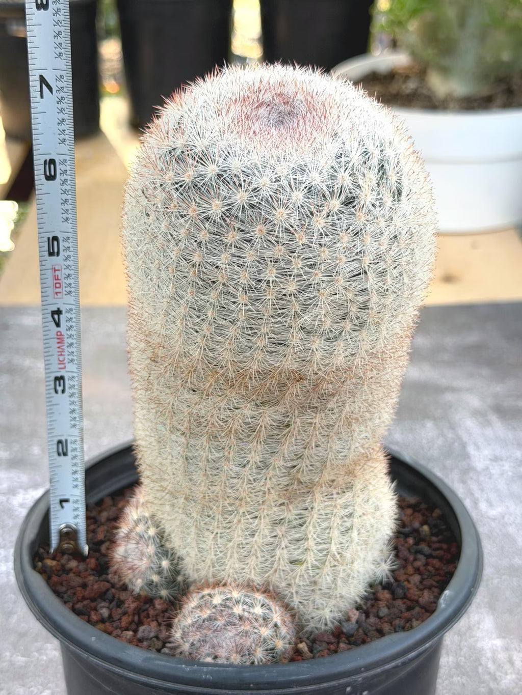 Mammillaria Candida Live Cactus – Rare Seed Grown 7" Collector Cactus Plant