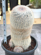 Mammillaria Candida Live Cactus – Rare Seed Grown 7" Collector Cactus Plant