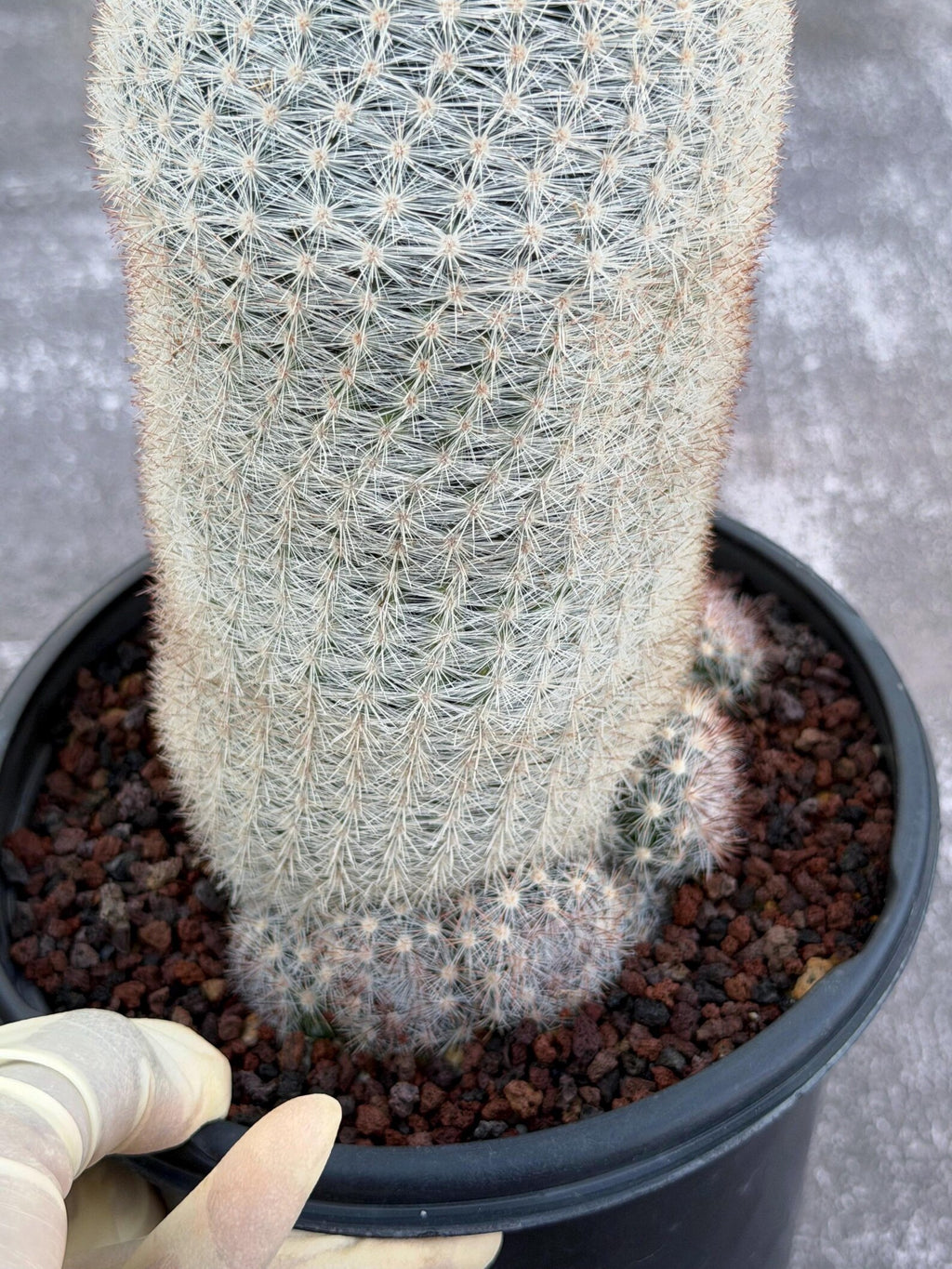 Mammillaria Candida Live Cactus – Rare Seed Grown 7" Collector Cactus Plant