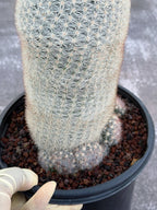 Mammillaria Candida Live Cactus – Rare Seed Grown 7" Collector Cactus Plant