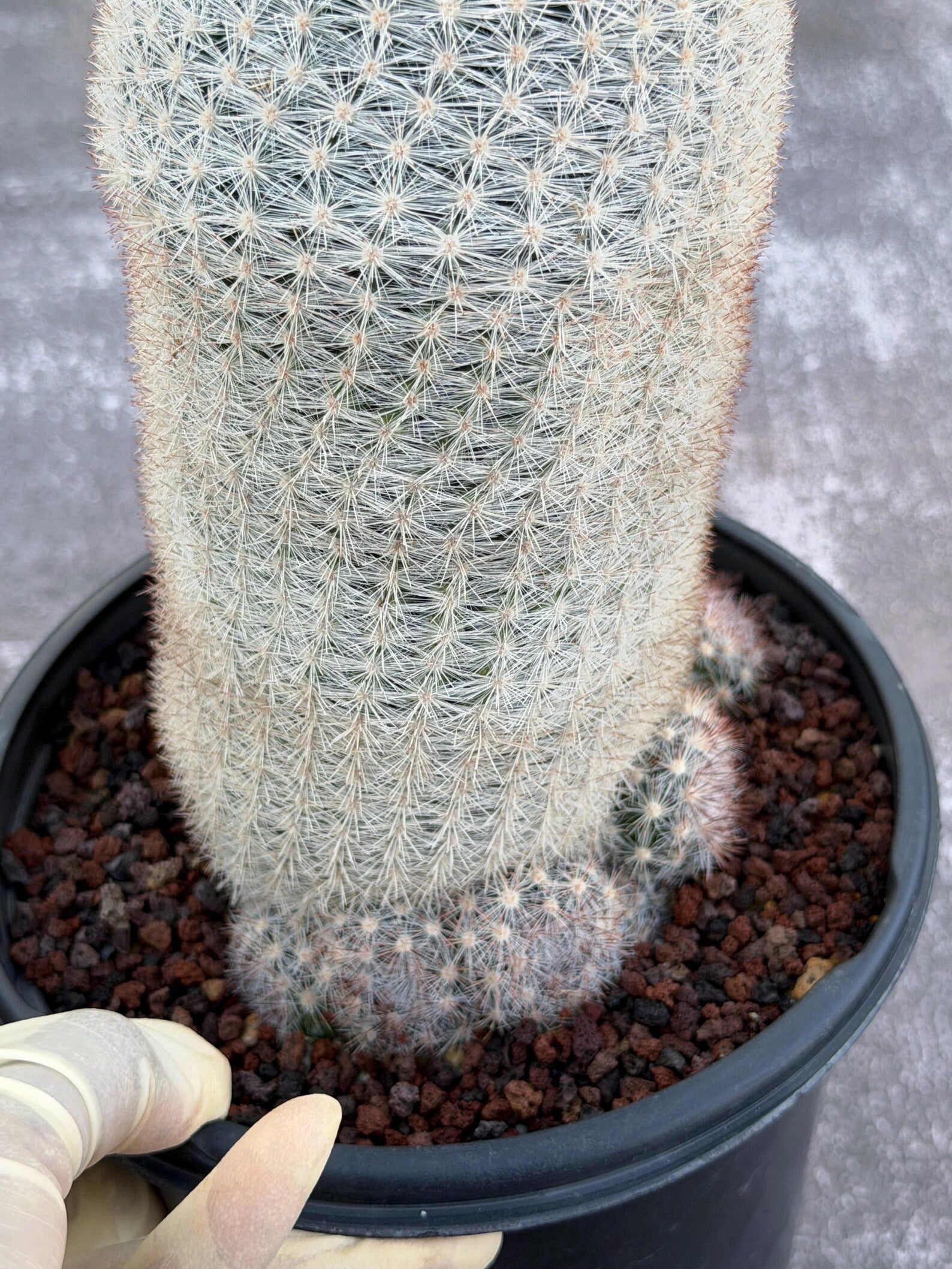 Mammillaria Candida Live Cactus – Rare Seed Grown 7" Collector Cactus Plant