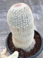 Mammillaria Candida Live Cactus – Rare Seed Grown 7" Collector Cactus Plant