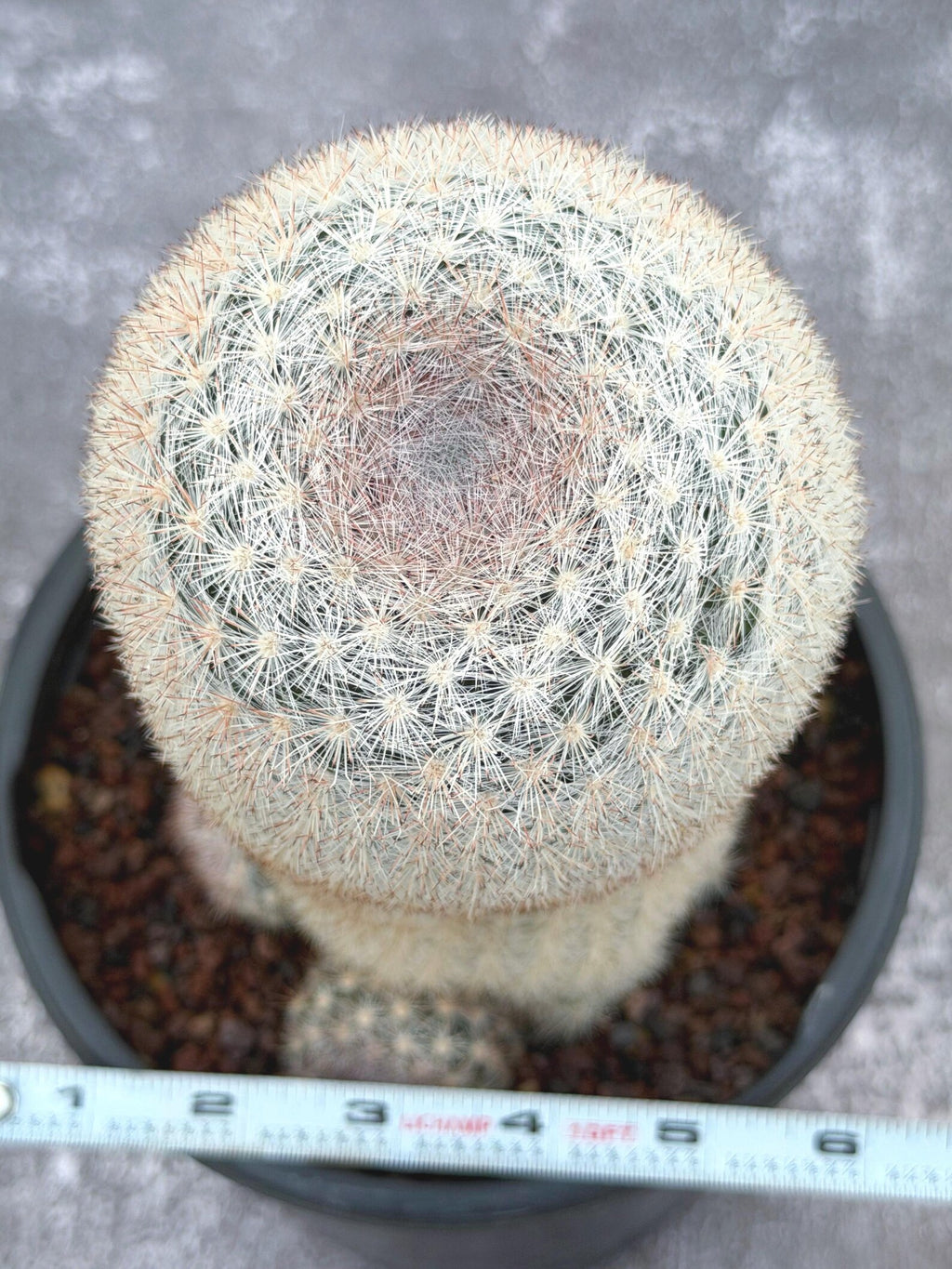 Mammillaria Candida Live Cactus – Rare Seed Grown 7" Collector Cactus Plant